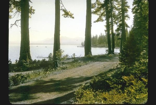 Lake Tahoe Evergreens - A combination of Douglas Fir, Red and White Fir, Incense Cedar, Lodgepole, Ponderosa and Sugar Pines